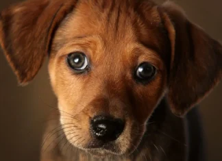 Vàng giảm điều chỉnh từ mức kỹ thuật quan trọng, đạt được hỗ trợ gần nhất với các điều kiện kỹ thuật vẫn nghiêng về tăng giá