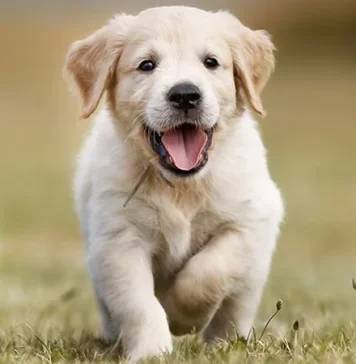 Vàng cố gắng phục hồi sau 6 ngày giảm liên tiếp, được hỗ trợ khiêm tốn bởi tin tức địa chính trị